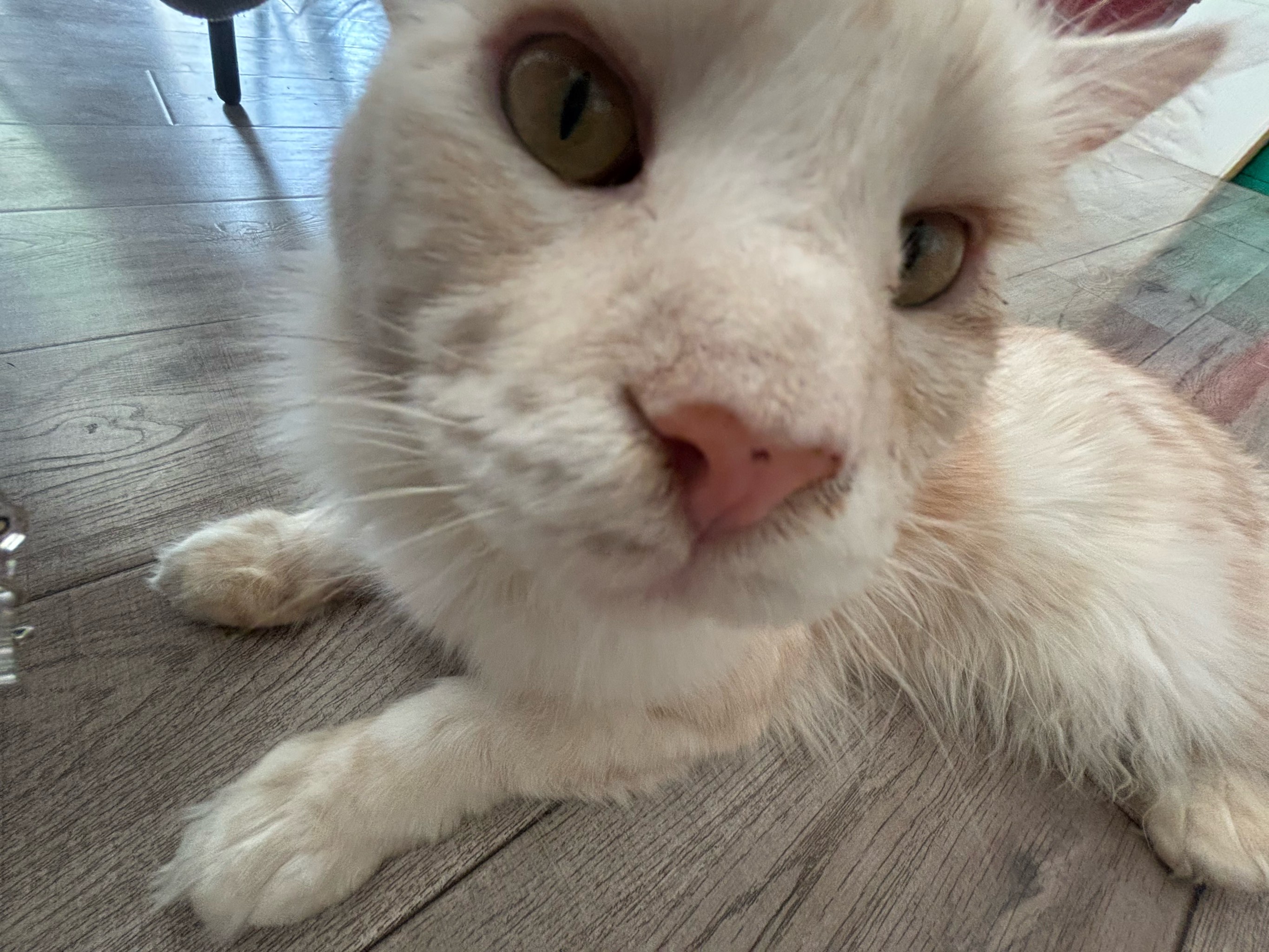 老版猫咪3.0.1老版猫咪3.0.1，回忆与时光的交织-第1张图片