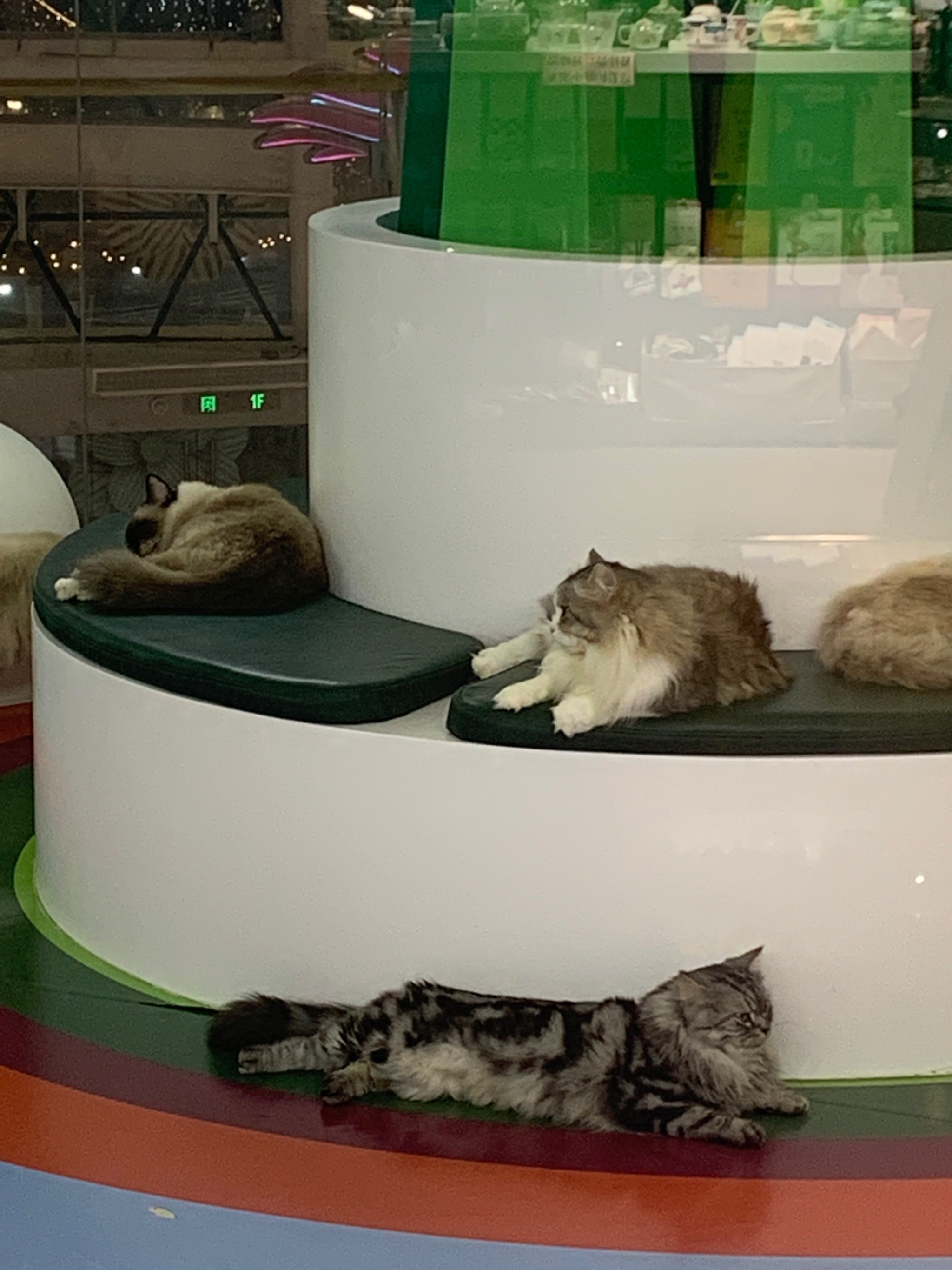 猫咪社区www在线资源探索猫咪社区的www在线资源-第2张图片