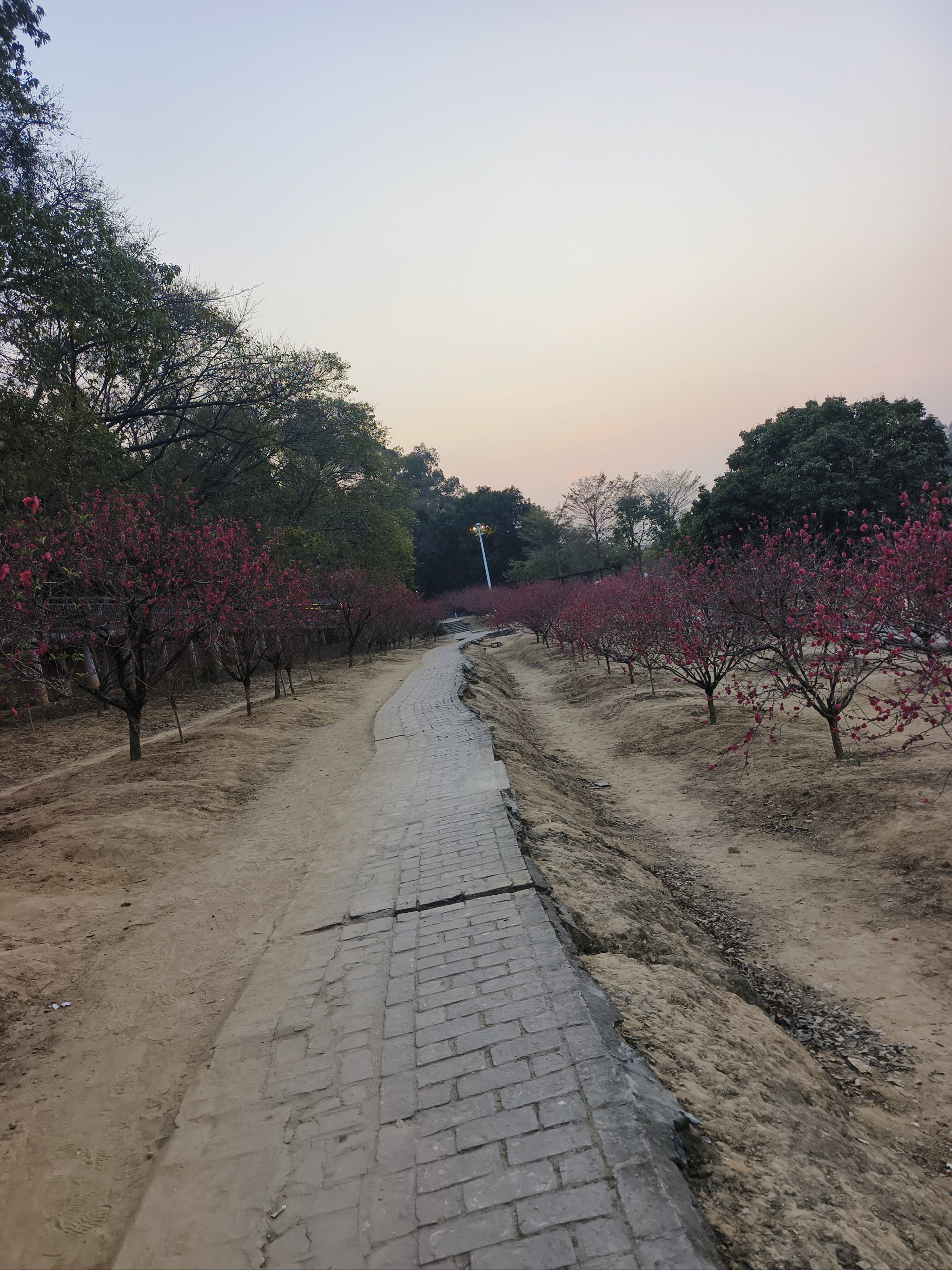 桃花景色视频MV桃花盛开，美景如画——记一部以桃花景色为背景的视频MV-第1张图片