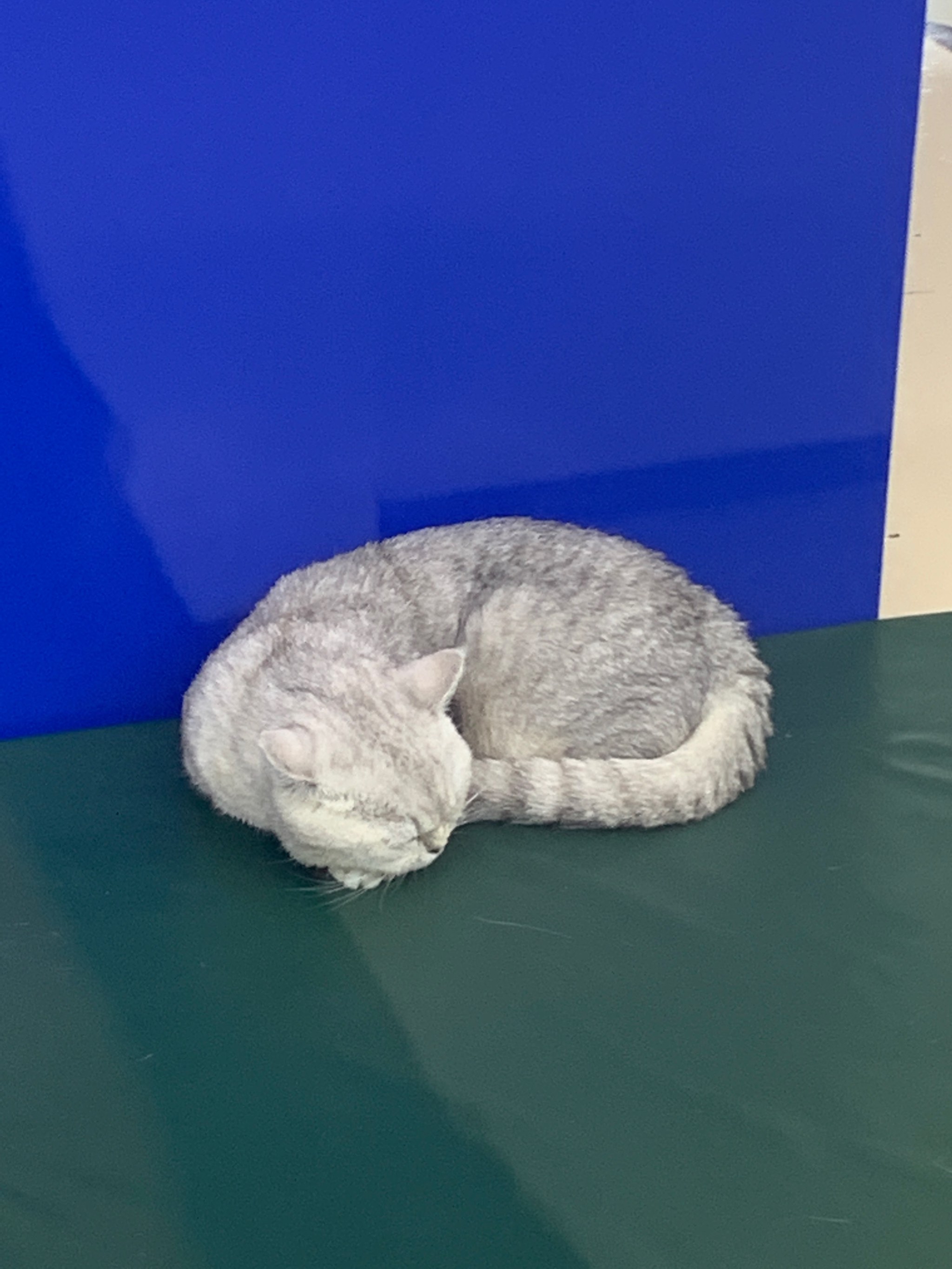 猫咪最新破解版猫咪最新破解版，探索与乐趣的无限可能