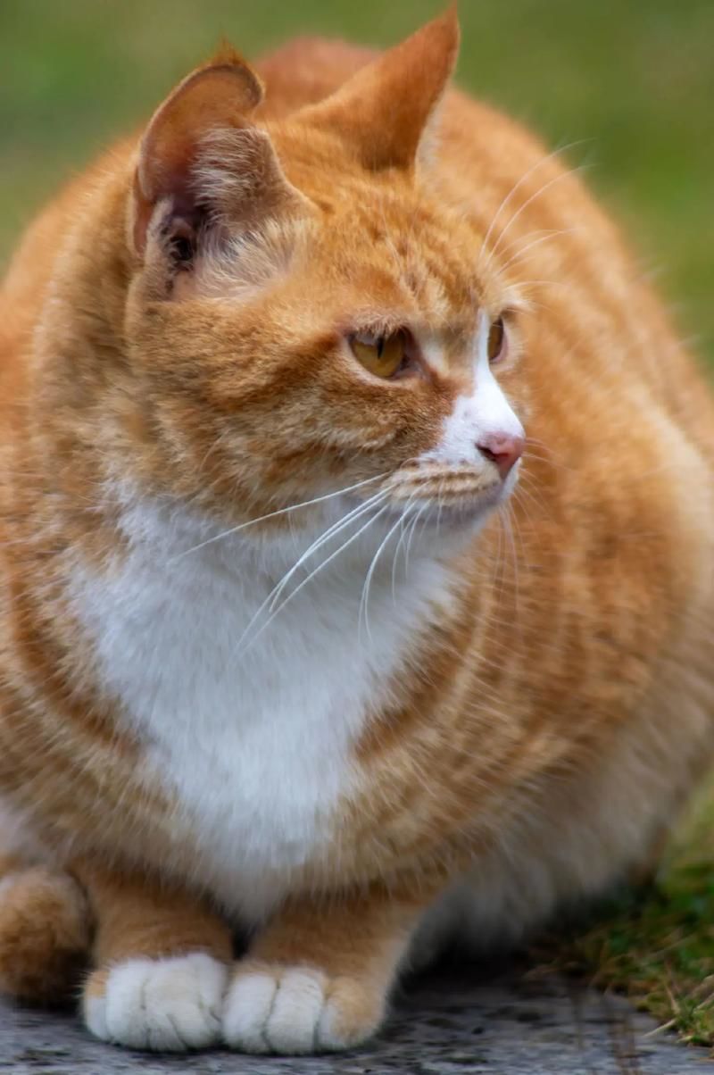 猫咪最新海外地网名猫咪的国外永久地域网名，跨越国界的喵星人故事-第2张图片