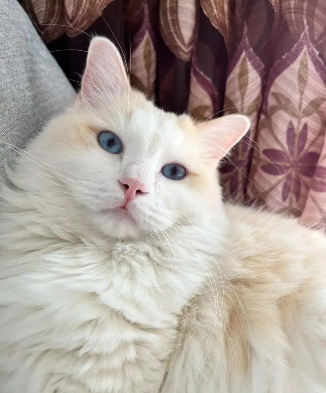 老版猫咪3.0.1老版猫咪3.0.1，回忆与时光的交织-第3张图片