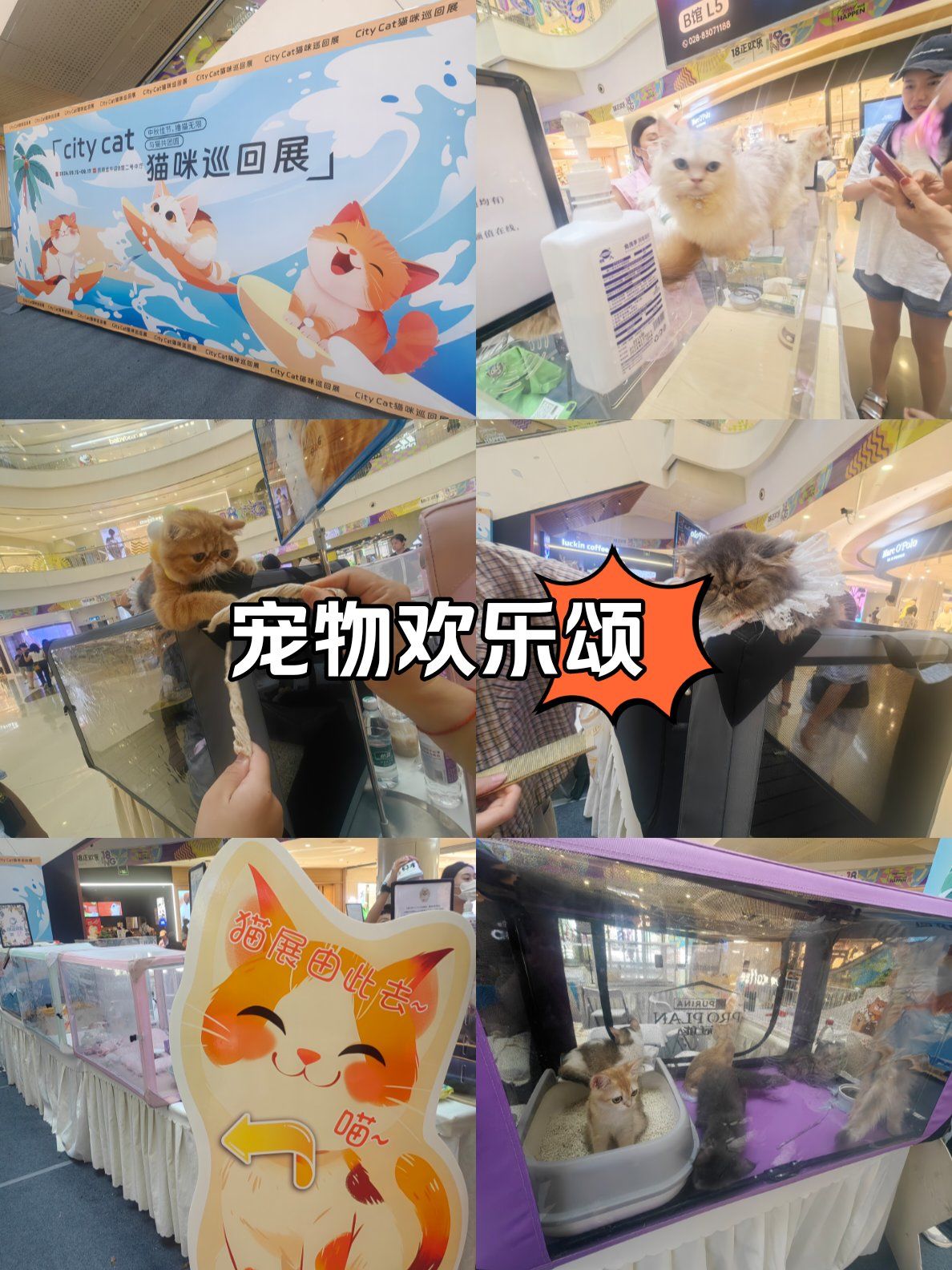 探索猫射手破解版的奥秘-第2张图片