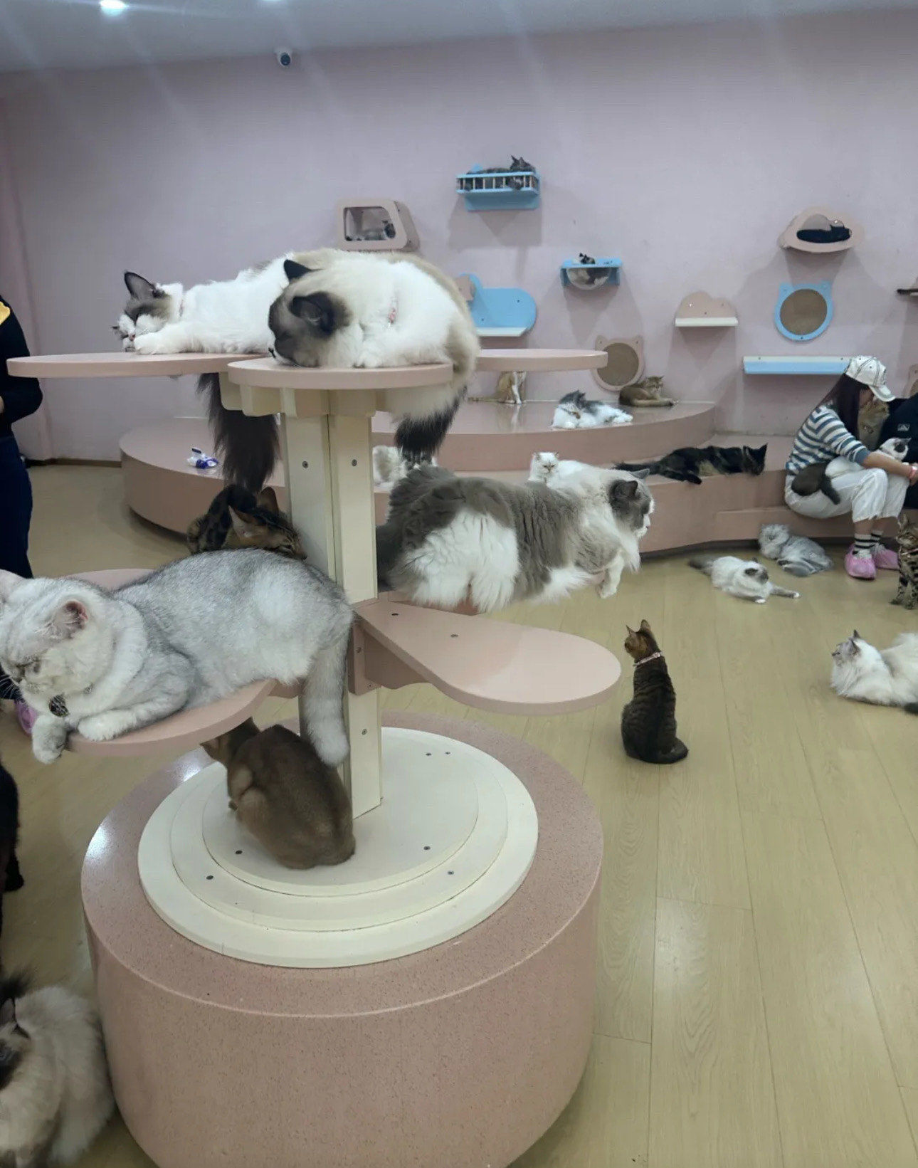 猫咪的乐园，猫咪永久域名收藏地址