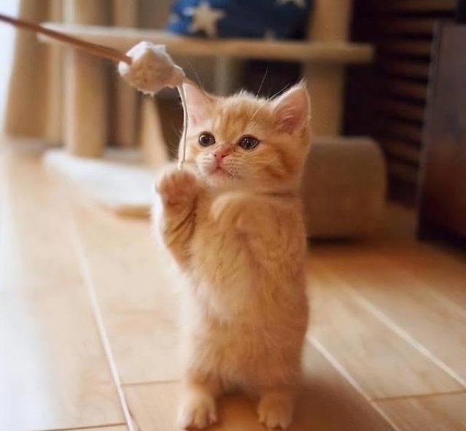 猫咪，人类最亲密的伴侣-第2张图片