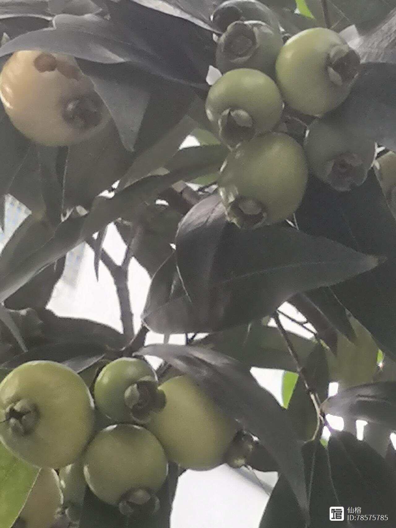 小区电工老周刘芳最强王者简介小区电工老周，最强王者之路