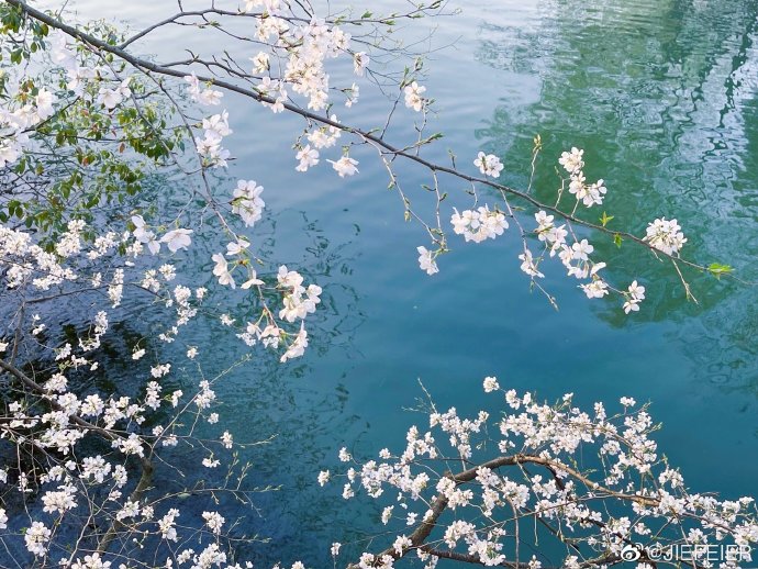 野花视频，免费在线播放与观赏的美丽之旅