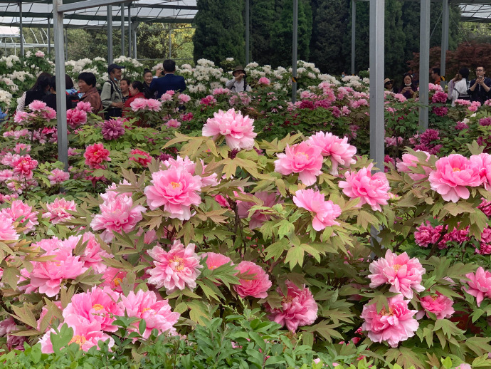 花季传媒免费入口探索花季传媒免费入口，一场视觉与心灵的盛宴