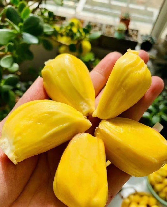 菠萝蜜视频网页版入口菠萝蜜视频网页版入口，探索视频观看的便捷途径-第1张图片