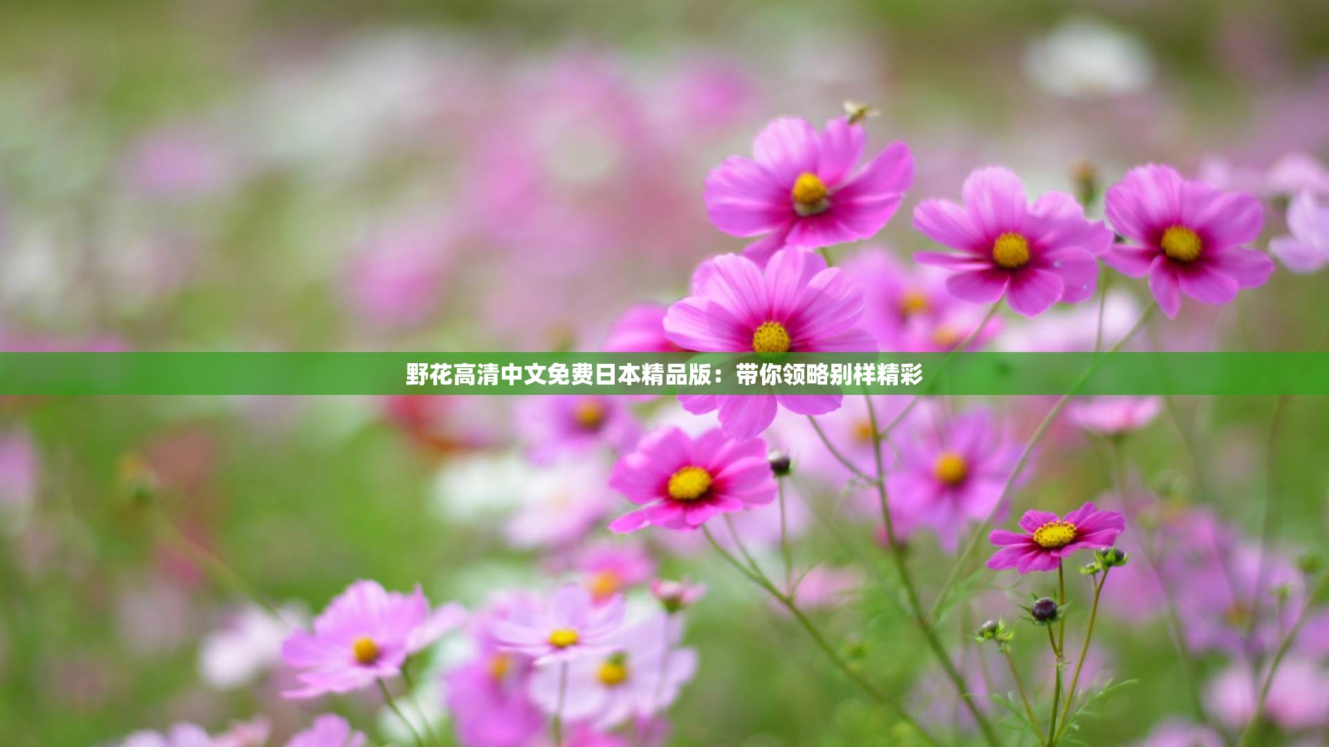 野花视频在线观看免费野花之美，在线免费观看视频的探索之旅-第2张图片