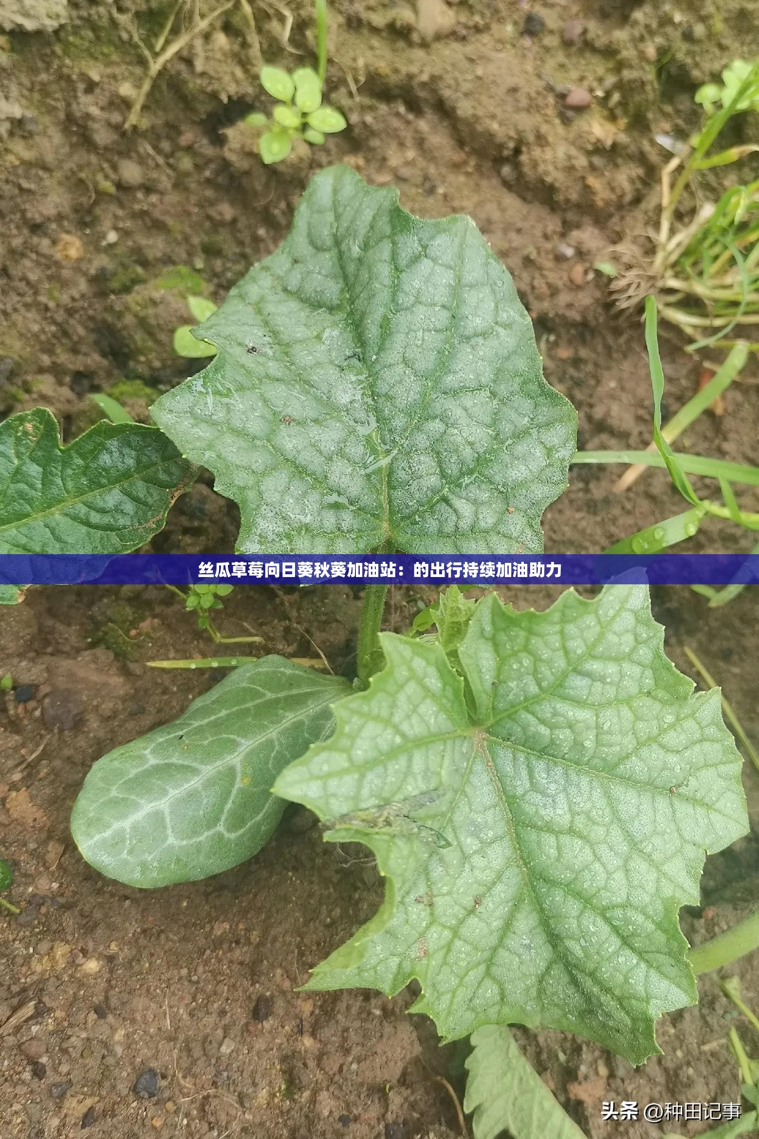 秋葵草莓丝瓜黄瓜榴莲污APP警惕网络陷阱，关于秋葵草莓丝瓜黄瓜榴莲等关键词的APP风险分析-第2张图片