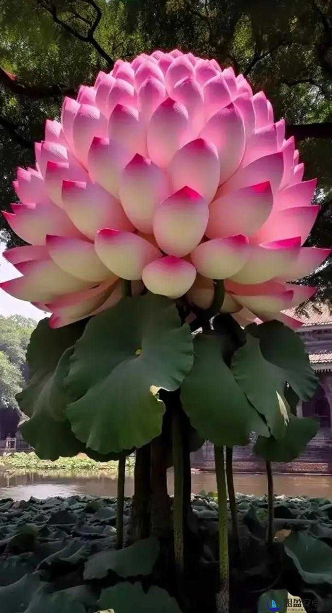 女性半夜莲花开放的治疗方法-第2张图片