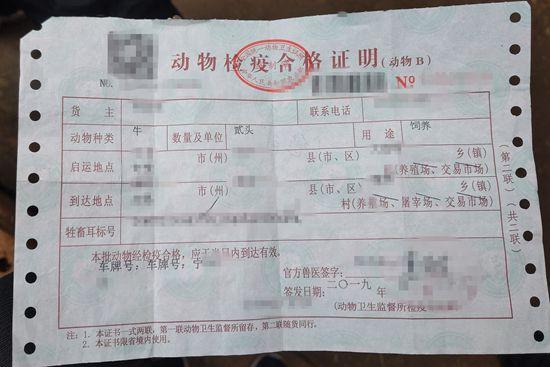 女人被牛进入阴道女人遭遇牛的意外闯入-第2张图片