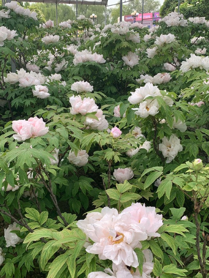 花季传媒免费入口探索花季传媒免费入口，一场视觉与心灵的盛宴-第2张图片