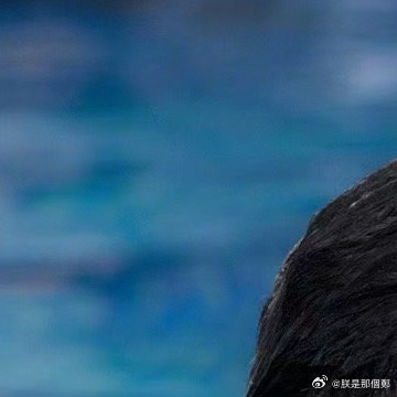 关于朕的兔子的误解与网络视频的探讨