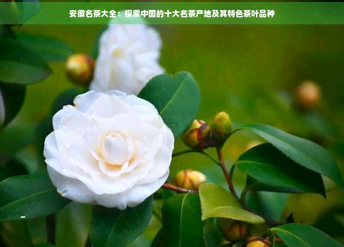 亚洲中国精品精华液探索中国精品精华液——亚洲护肤之瑰宝