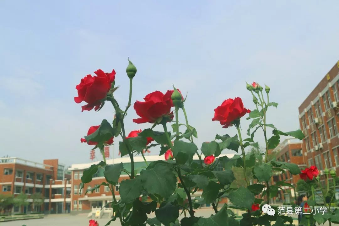 亚洲 欧美 校园 春色 小说春色校园的异域风情——亚洲与欧美的故事交织