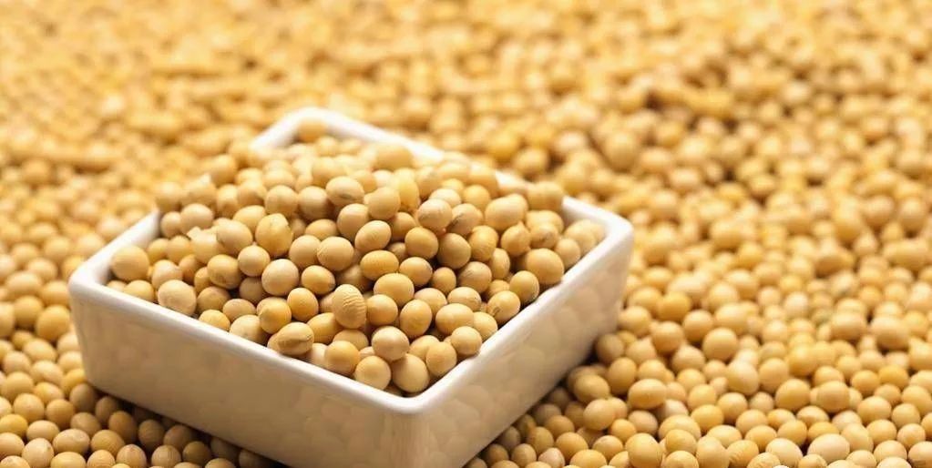 日本不良网站正能量入口大豆行情日本健康网站与大豆行情的探索