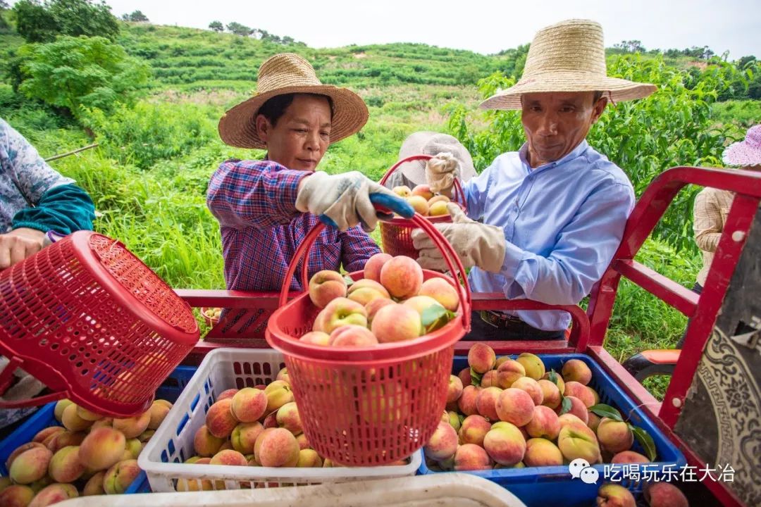 水蜜桃秘密基地水蜜桃秘密基地，探索自然之美的乐园-第2张图片