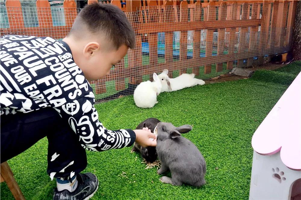 老师你的小兔子好软水好多短视频探索老师与小兔子之间的柔软与短视频的魅力