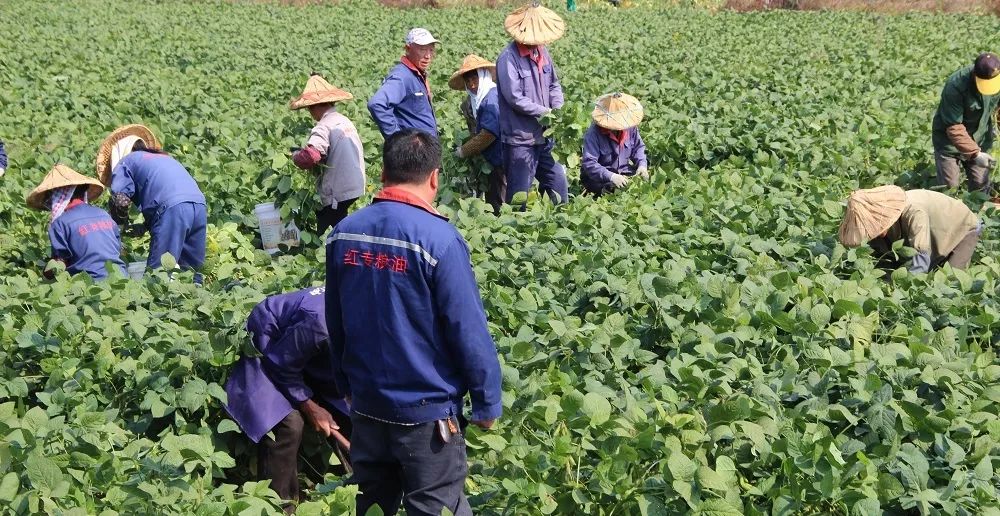 大豆行情走势分析图大豆行情网在线与仙踪林，探索农业市场与网络平台的结合