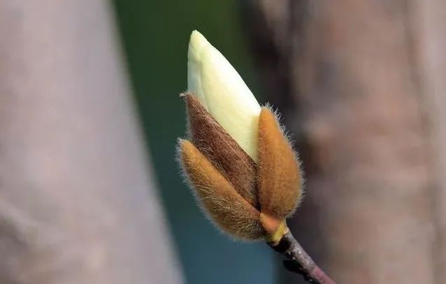 梅花视频app怎么不可以看了梅花视频，是否需要付费观看，以及无限次数观看的真相-第3张图片