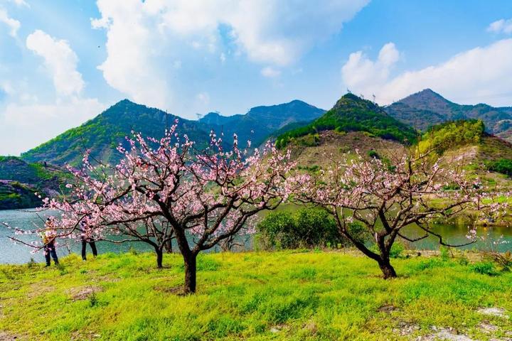 桃花视频免费观看直播下载桃花视频，免费观看直播、下载的全新体验-第1张图片
