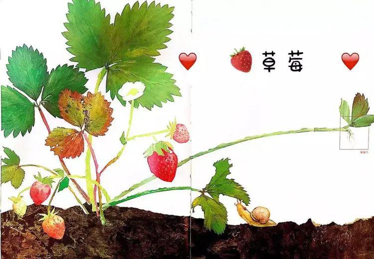 爸爸的种子，女儿的未来——播种的深深寓意