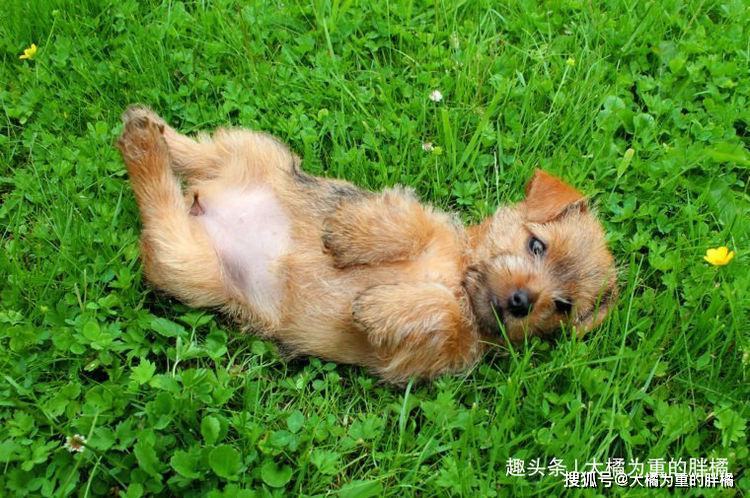 狗茎进入，一种未知领域的探索-第2张图片