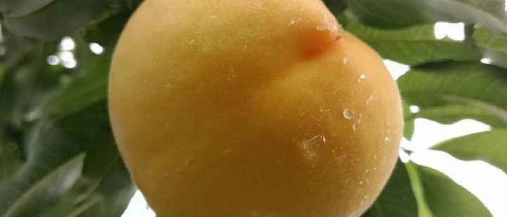 蜜桃94，甜蜜的诱惑与独特魅力-第3张图片