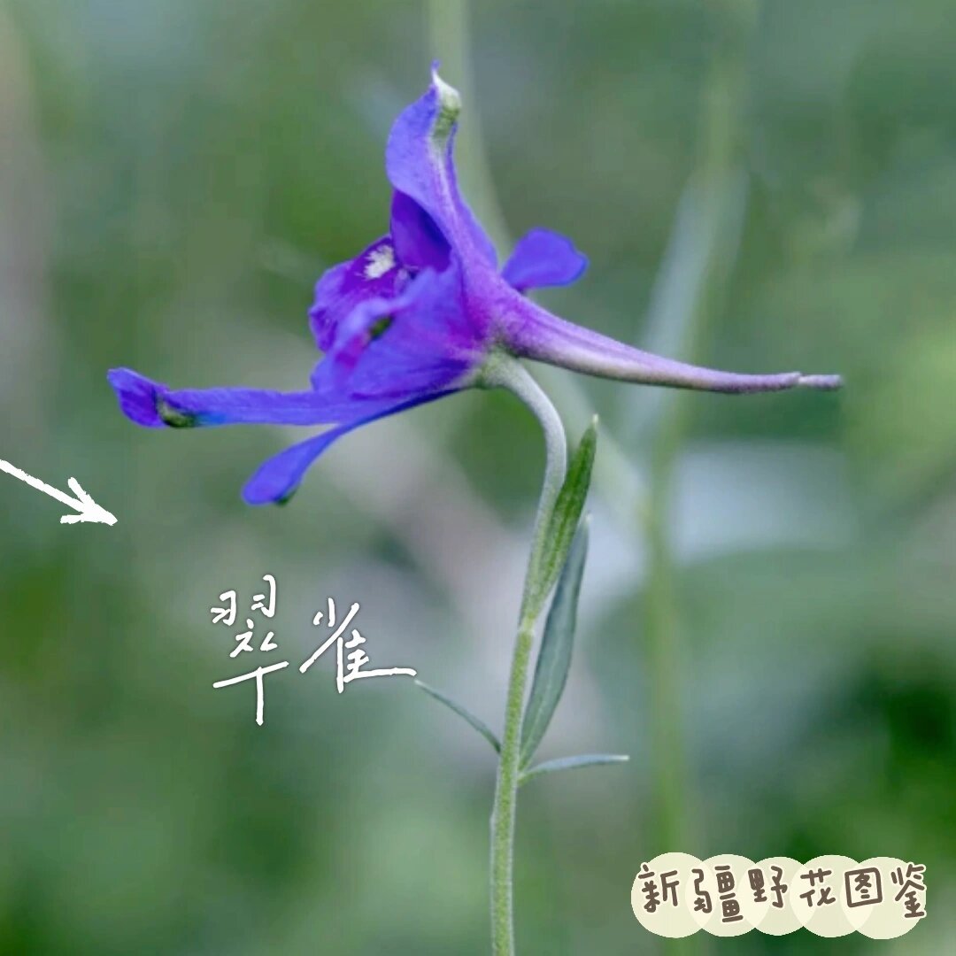 野花日本大全免费观看完整版1080野花日本大全免费观看完整版指南-第1张图片