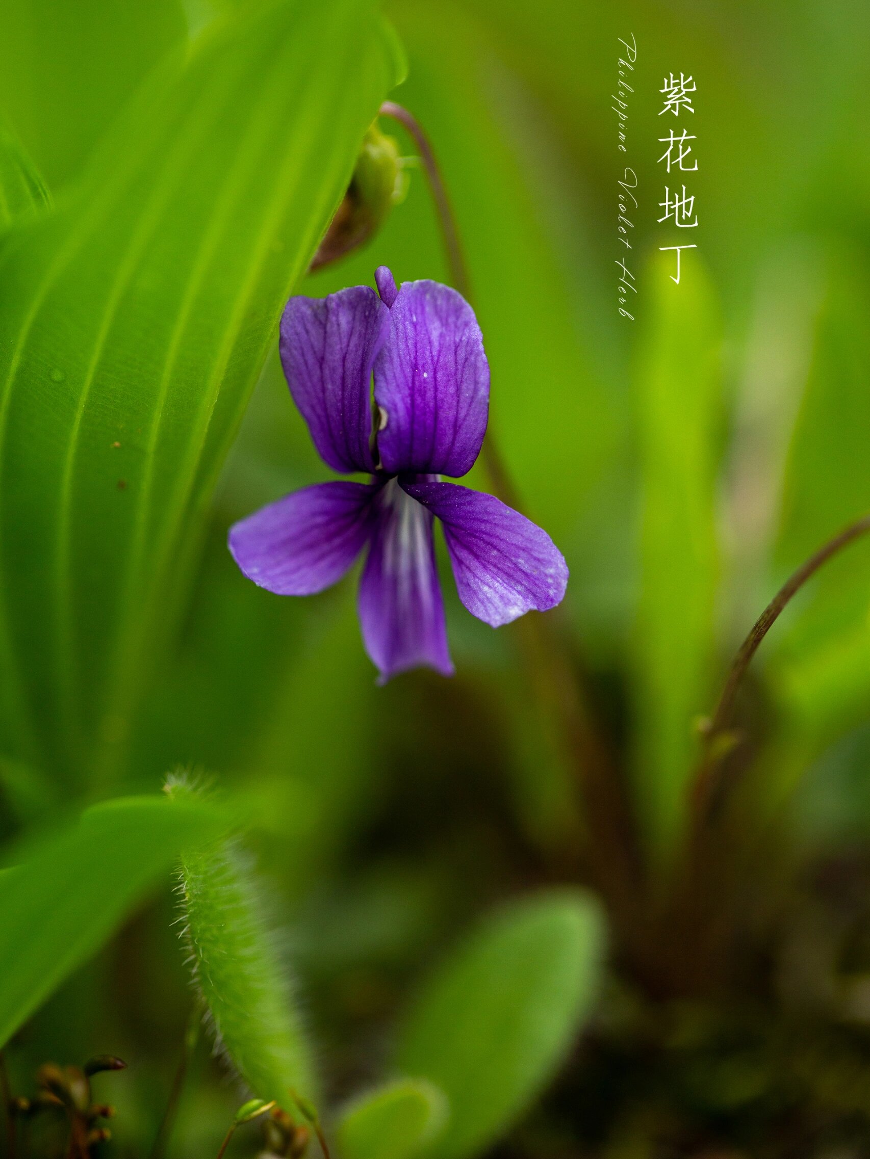 野花高清完整版在线观看免费——一次视觉与心灵的双重盛宴-第1张图片