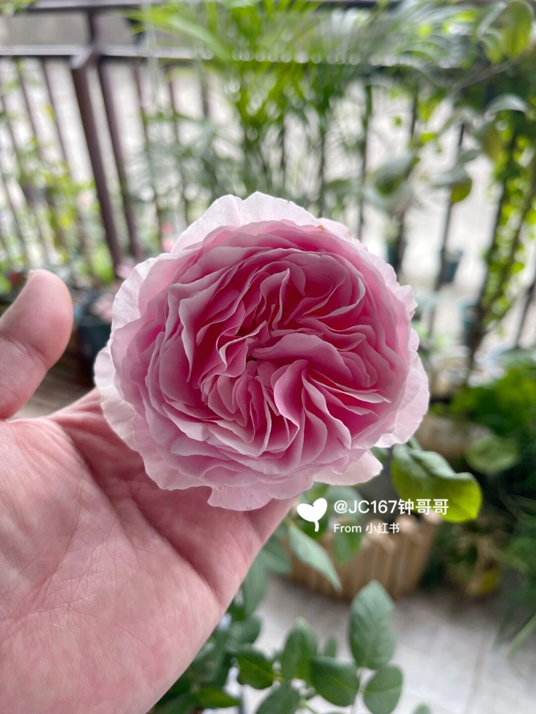 皇后的秘密花园——紧致花径的魅力