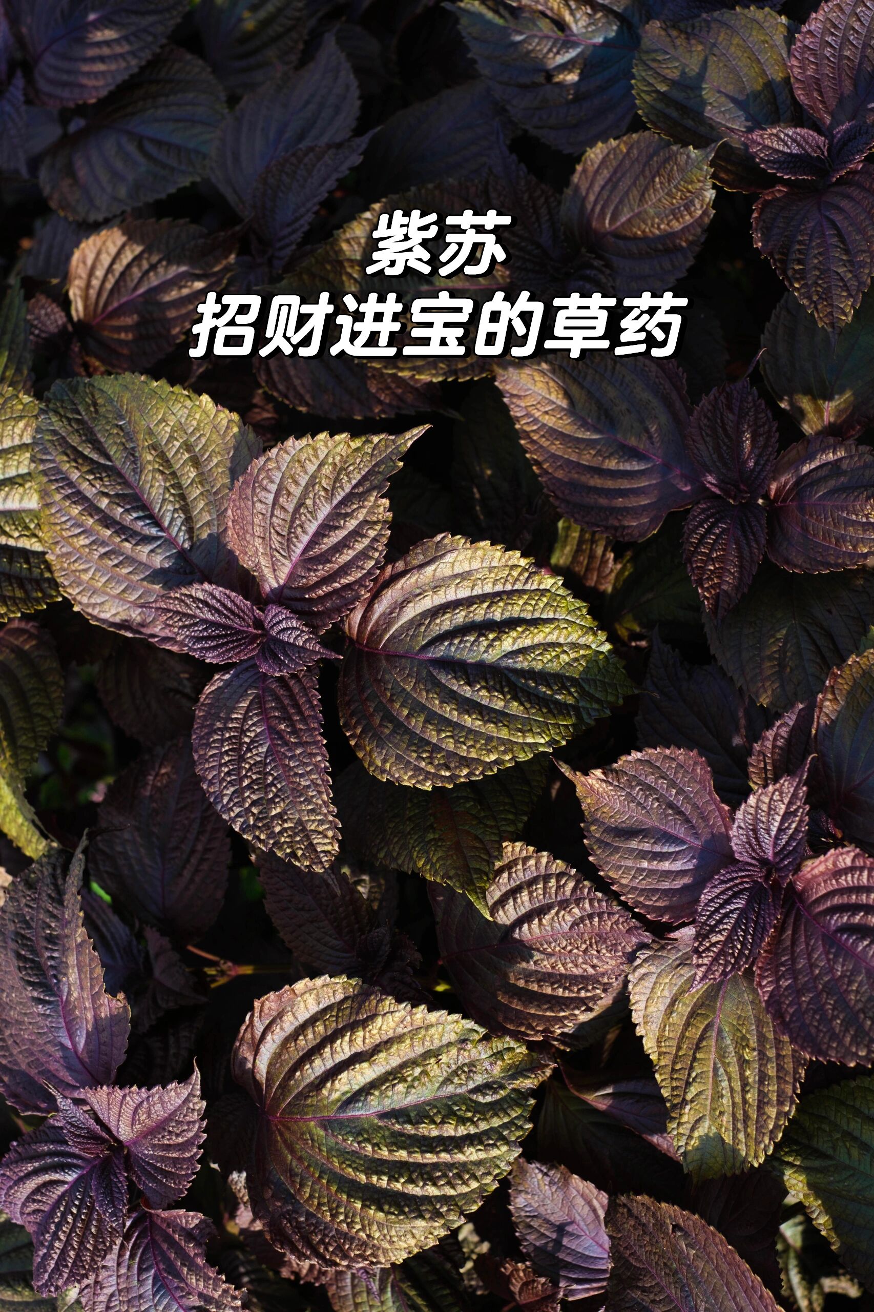 双蛇难入金银花双蛇难入金银花的传说与奥秘-第2张图片