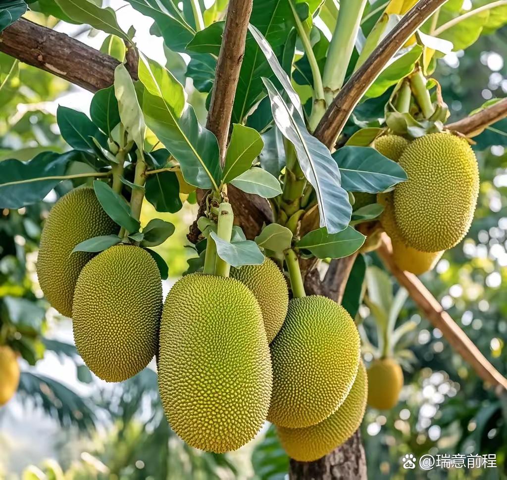 菠萝蜜钡频菠萝蜜播放，探索其魅力与乐趣-第2张图片