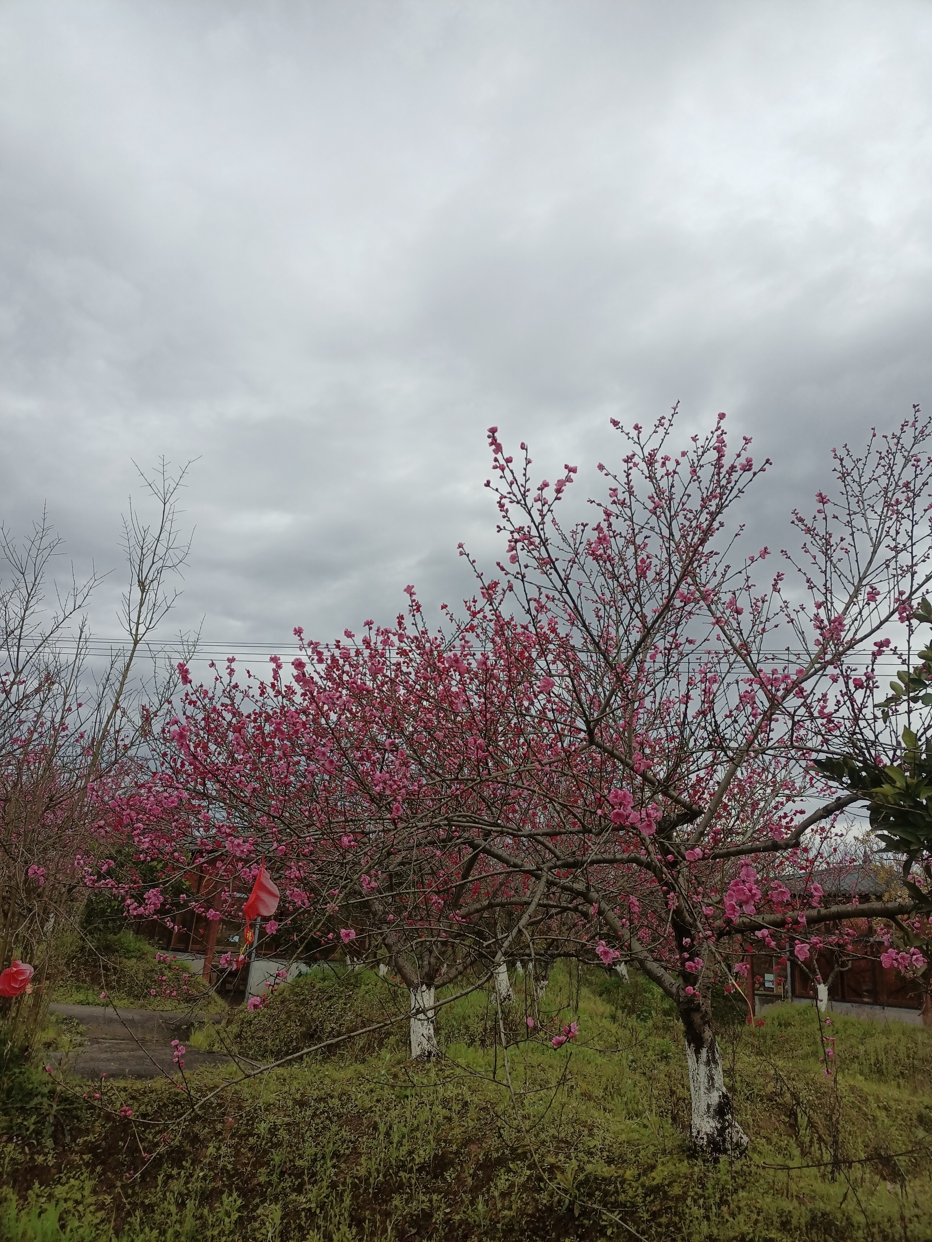 桃花社区视频在线播放桃花社区视频在线播放，探索社区生活的多彩画面-第3张图片