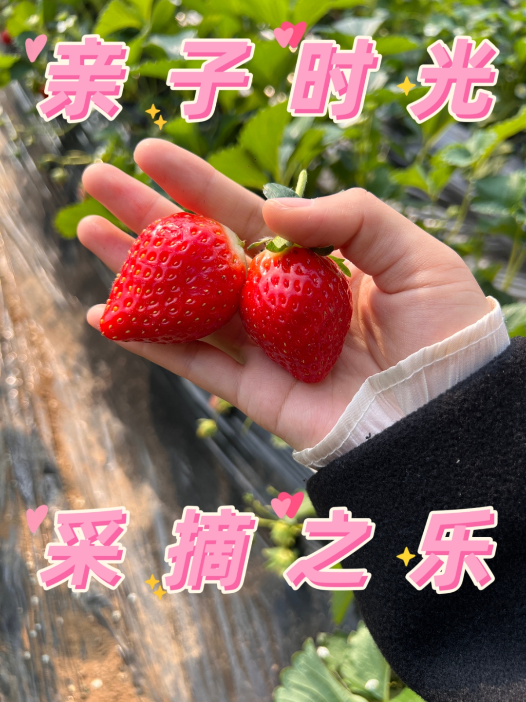 草莓视频在线观看榴莲视频在线观看草莓视频与榴莲视频，在线观看的乐趣与探索