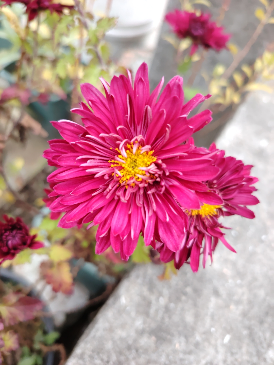 探索后面菊花开过与未开过的区别-第2张图片