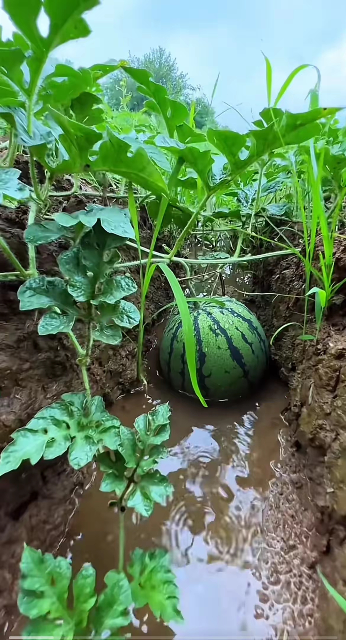香蕉丝瓜草莓秋葵小猪芭乐茄子在线观看免费各板本合集探索水果与蔬菜的魅力——香蕉、丝瓜、草莓、秋葵、小猪芭乐与茄子的在线世界