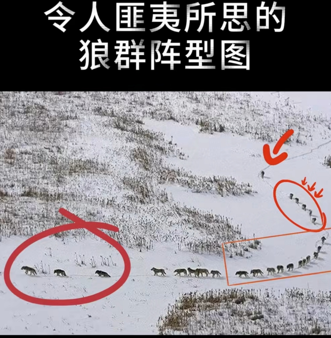 狼群社区视频www在线观狼群社区视频，探索与分享的独特体验-第2张图片