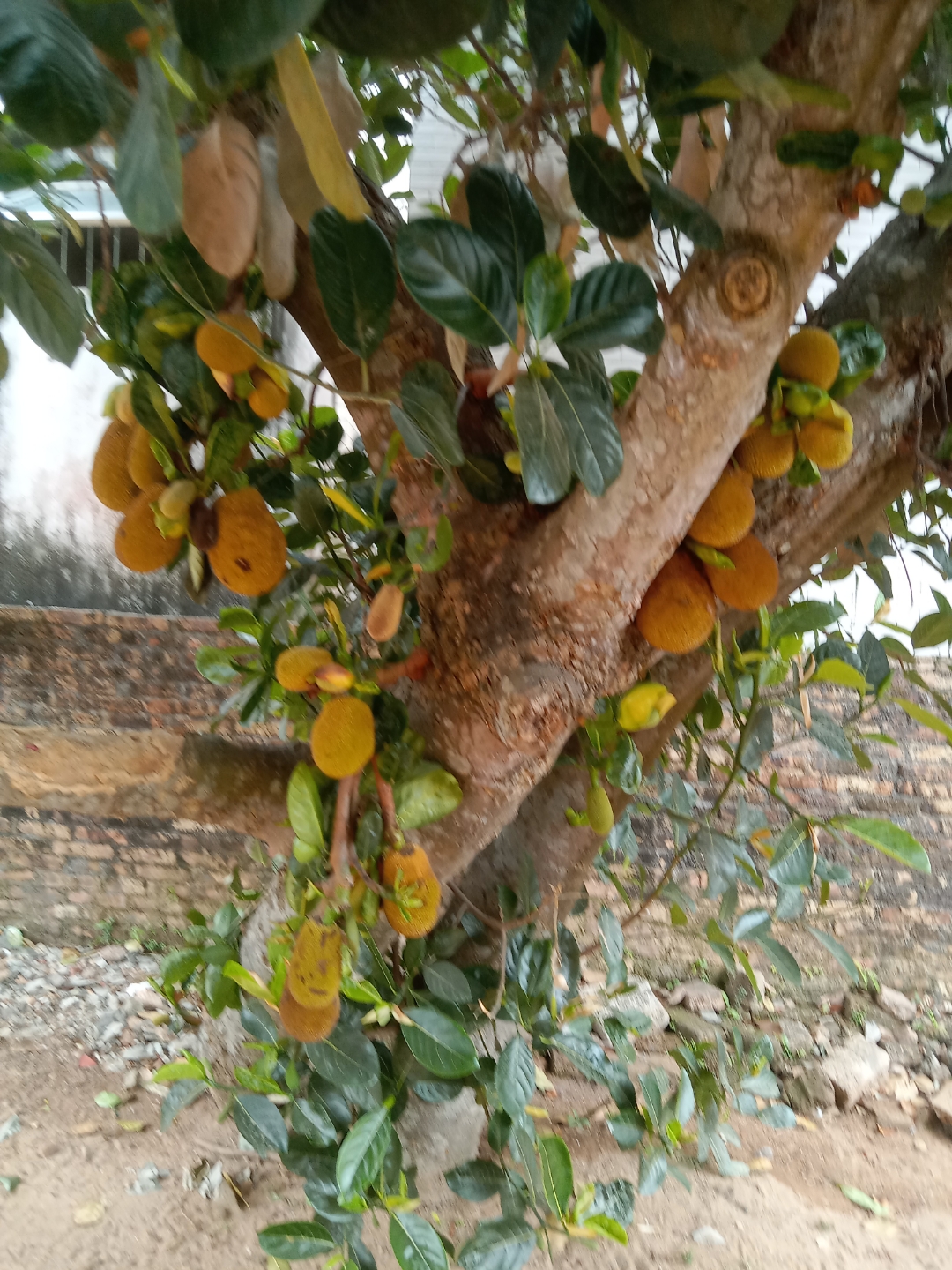 探索菠萝蜜的魅力，免费观看与无尽乐趣-第2张图片
