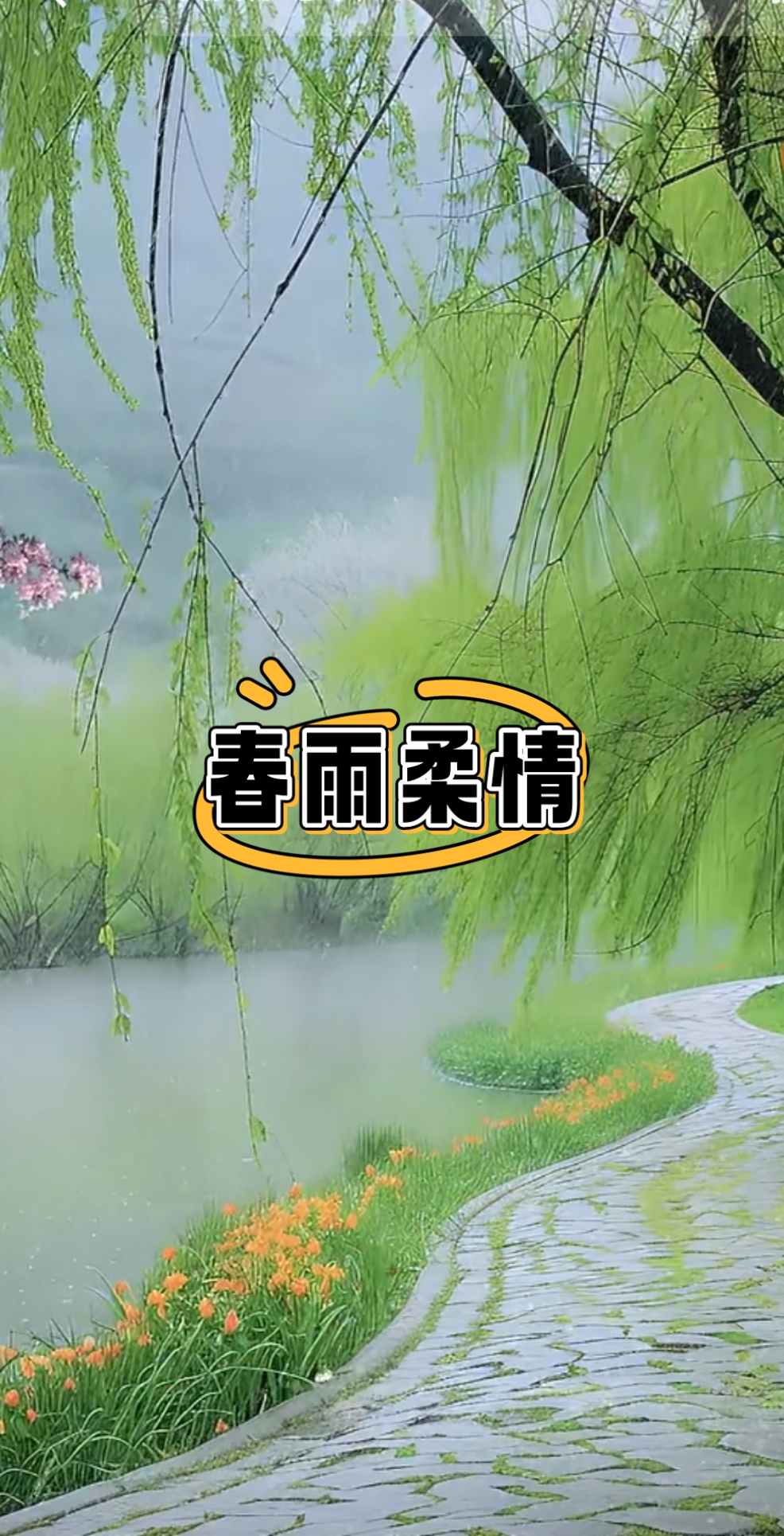 春雨直播免费视频春雨直播，免费视频的魅力与体验