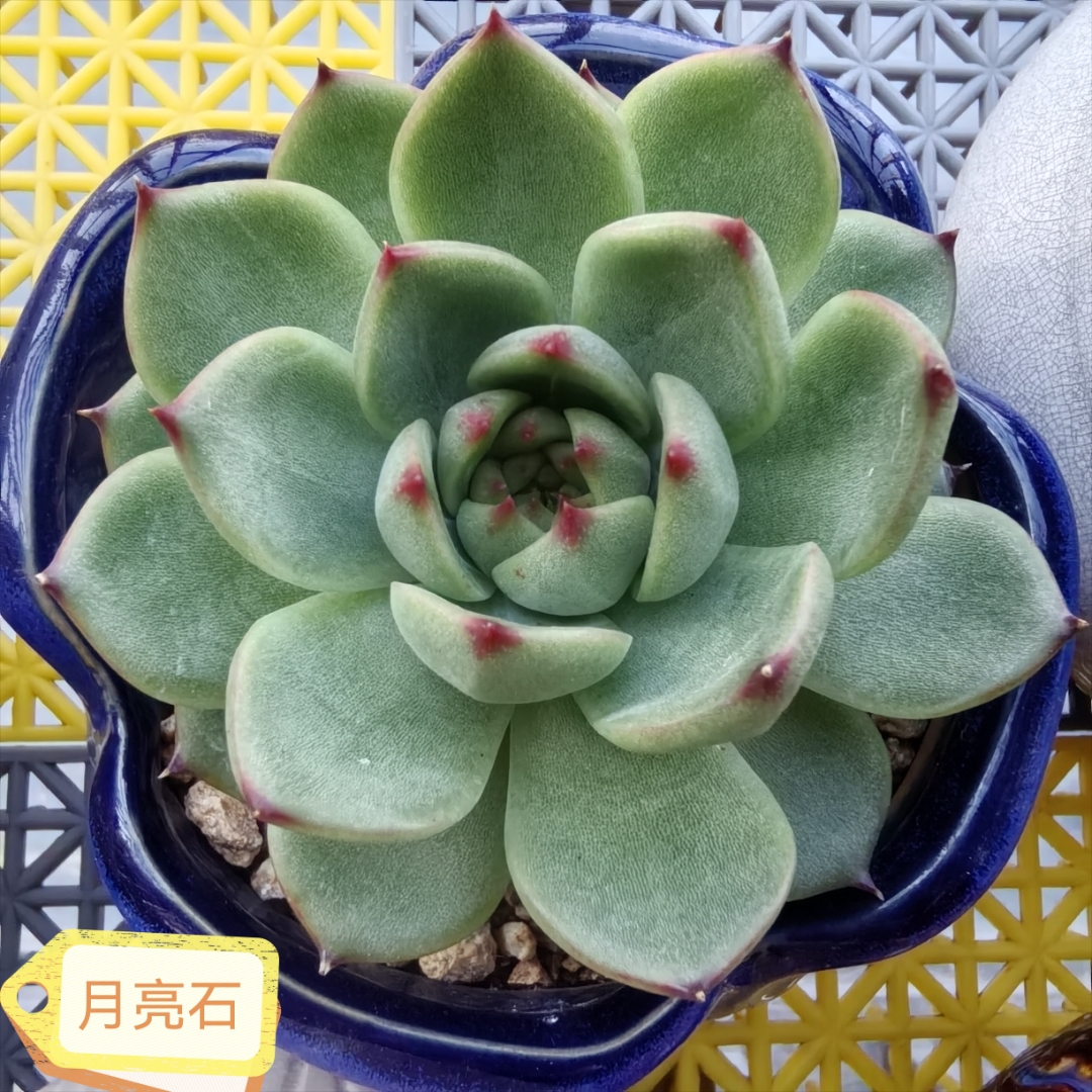 公交车多肉片段公交车轮下的绿色奇迹——多肉植物的魅力