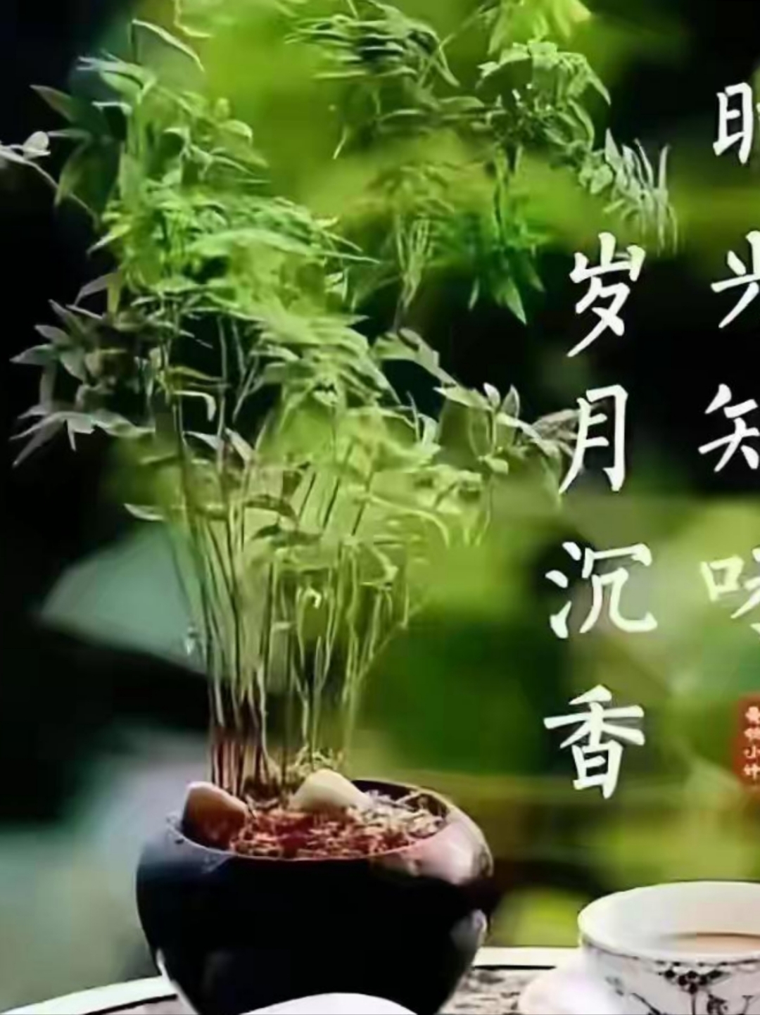 忘忧草蜜芽忘忧草蜜芽，自然的恩赐与心灵的慰藉