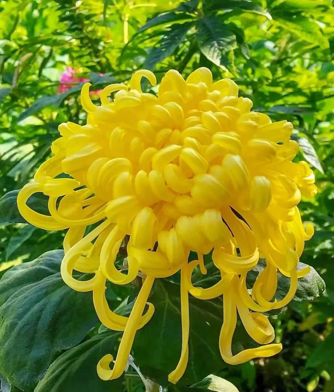 探索WRITEAS平台下的菊之魅力