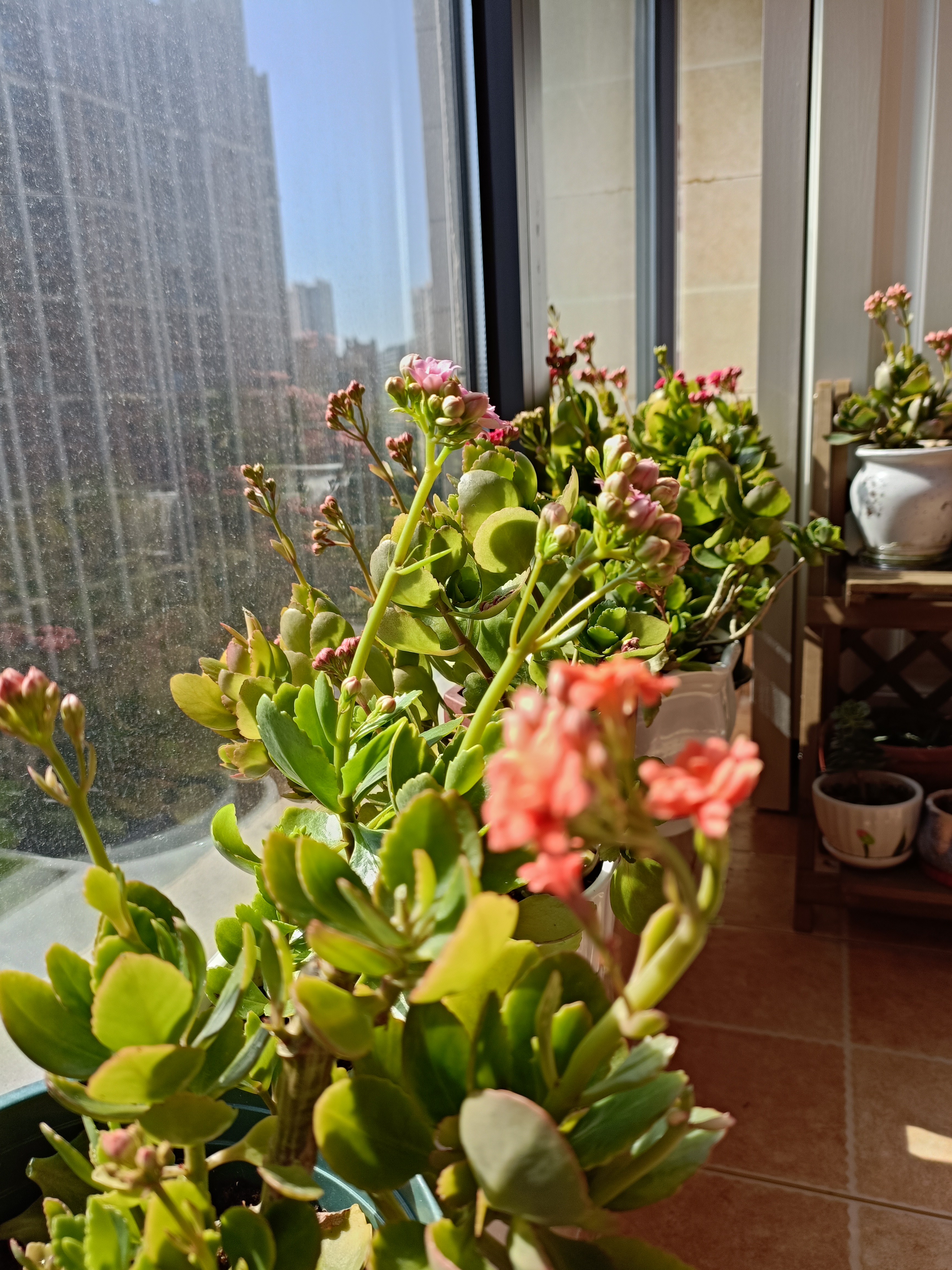 阳台上的深度插花艺术