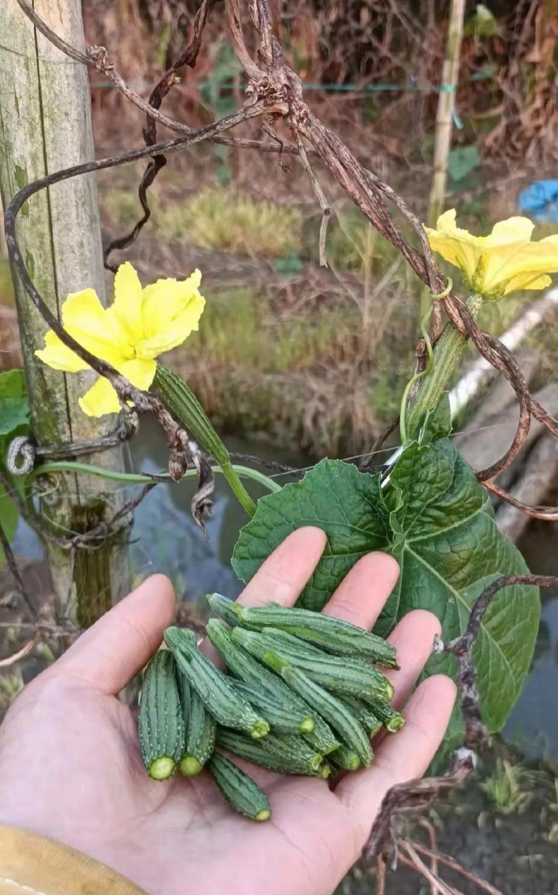 草莓丝瓜黄瓜向日葵榴莲绿巨人五谷杂果，草莓、丝瓜、黄瓜、向日葵与榴莲的奇妙之旅