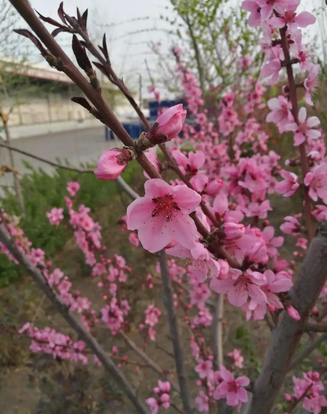 桃花在线视频高清免费播放桃花盛开，高清视频免费欣赏——探索网络世界的视觉盛宴