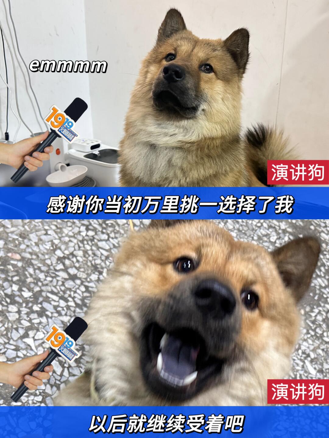 狗狗射速好烫太怕了狗狗射速，一次难忘的体验与对好烫的深深恐惧