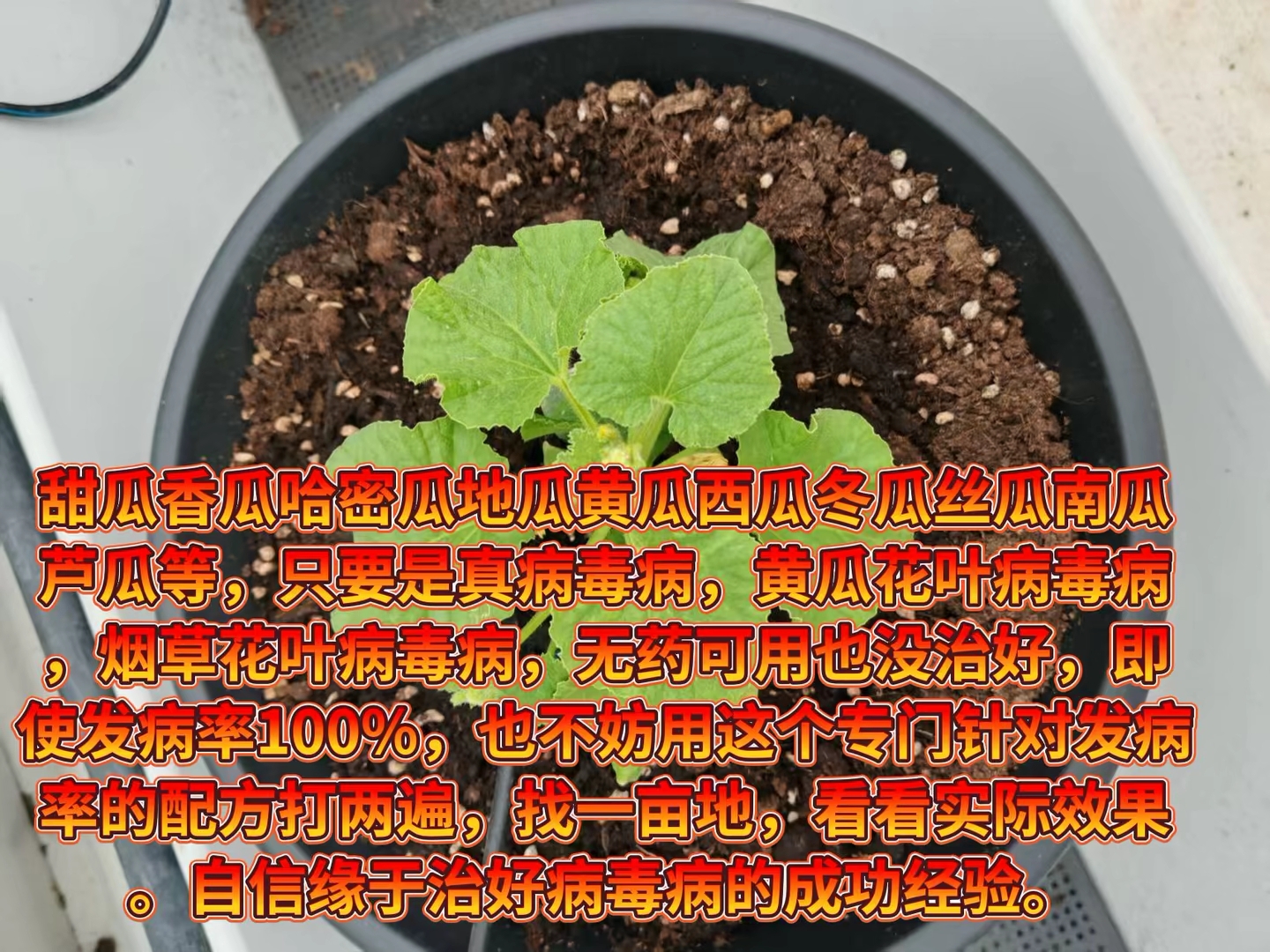 向日葵西瓜黄瓜丝瓜葫芦夏日瓜果之舞，向日葵、西瓜、黄瓜、丝瓜与葫芦的交响曲